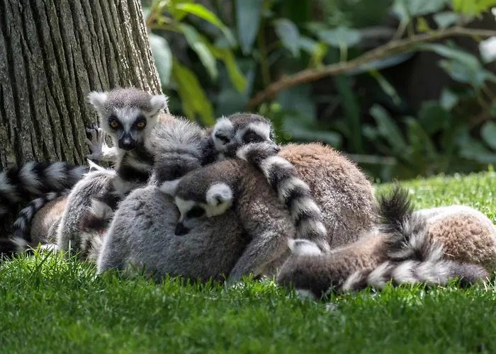 Floor Park With Parking 丰希罗拉