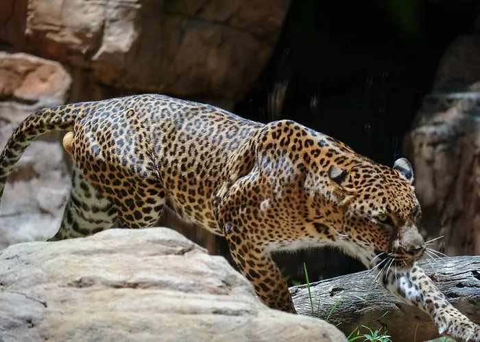 Appartement Floor Park With Parking